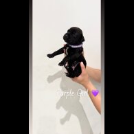 Mixed Breed - Both