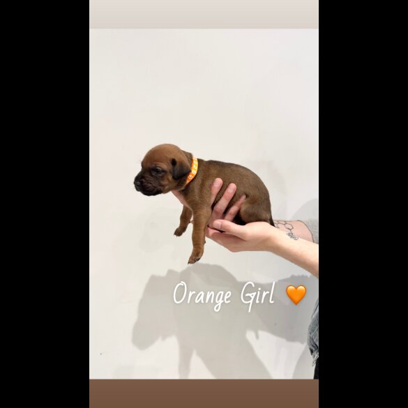 Mixed Breed - Both