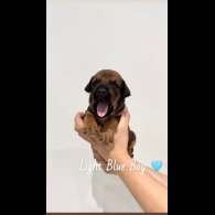 Mixed Breed - Both