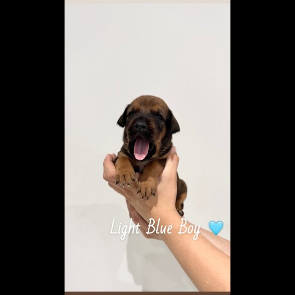 Mixed Breed - Both