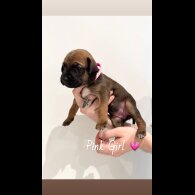 Mixed Breed - Both