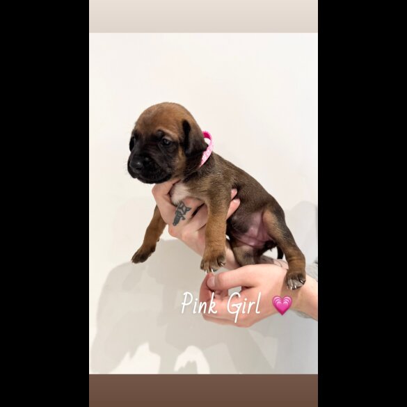 Mixed Breed - Both
