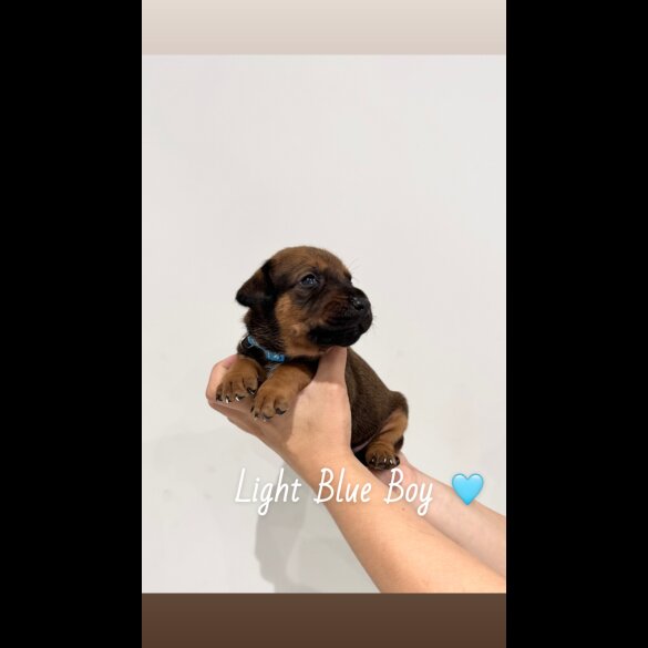 Mixed Breed - Both