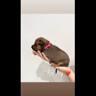 Mixed Breed - Both