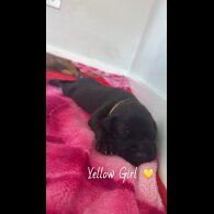 Mixed Breed - Both