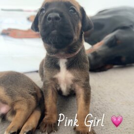 Mixed Breed - Both