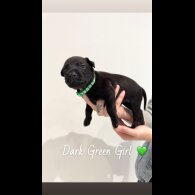 Mixed Breed - Both
