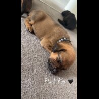 Mixed Breed - Both
