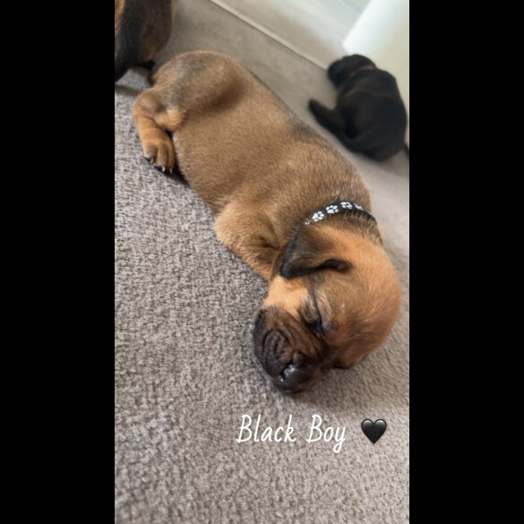 Mixed Breed - Both