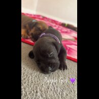 Mixed Breed - Both