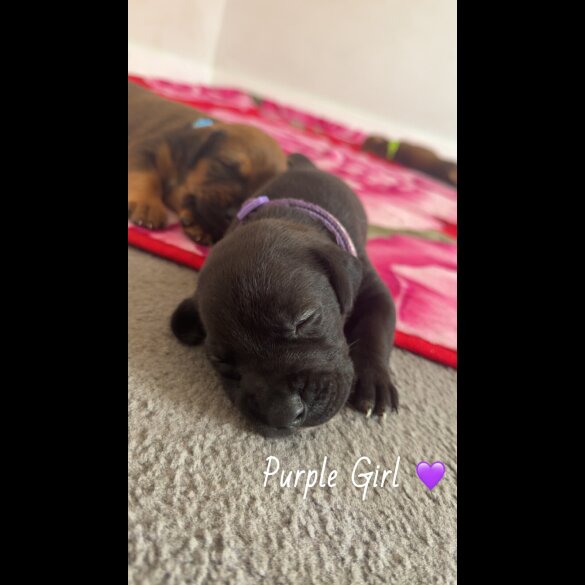 Mixed Breed - Both
