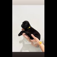 Mixed Breed - Both