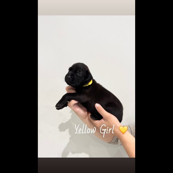 Mixed Breed - Both