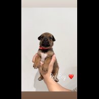 Mixed Breed - Both
