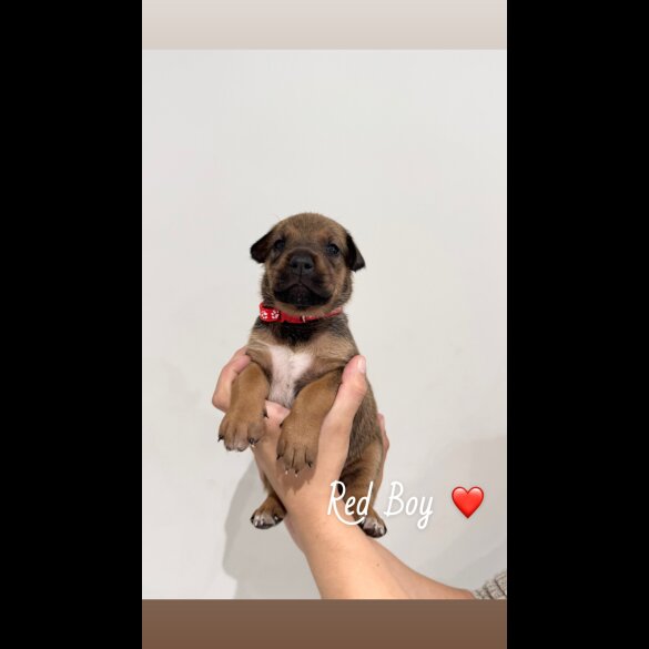 Mixed Breed - Both
