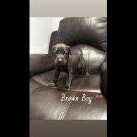 Mixed Breed - Both