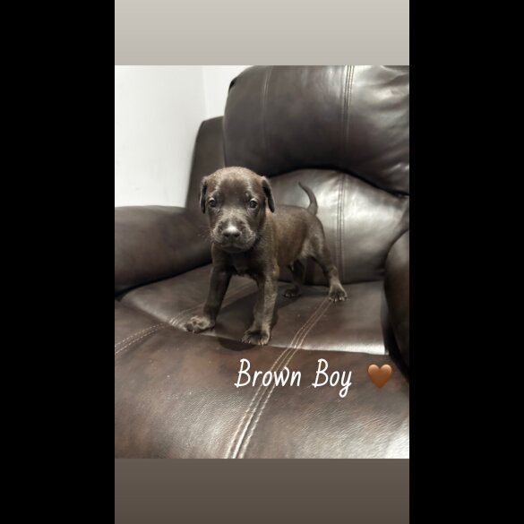 Mixed Breed - Both