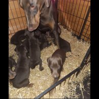Doberman - Both