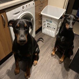 Doberman - Dogs
