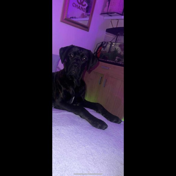 Cane Corso - Both