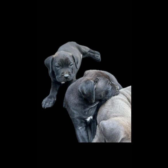 Cane Corso - Both