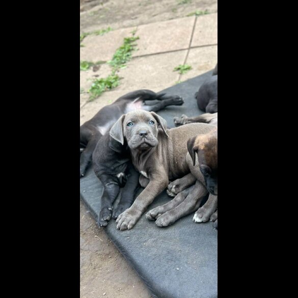 Cane Corso - Both