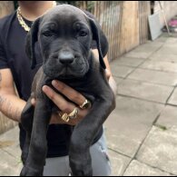 Cane Corso - Both