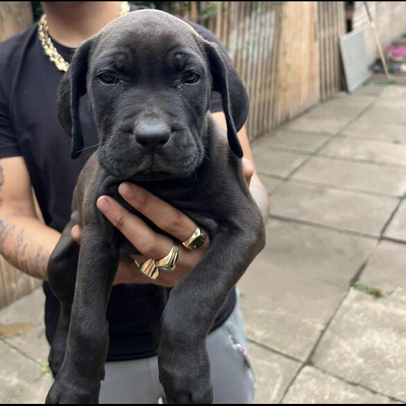 Cane Corso - Both