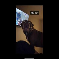 Cane Corso - Both
