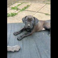 Cane Corso - Both
