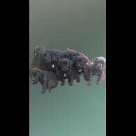 Cane Corso - Both