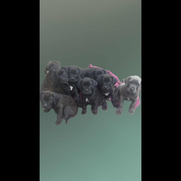 Cane Corso - Both