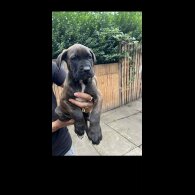 Cane Corso - Both