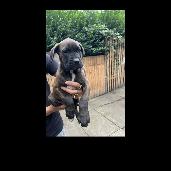 Cane Corso - Both