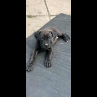 Cane Corso - Both