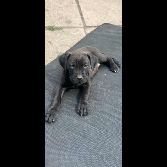 Cane Corso - Both