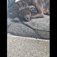Cane Corso - Both