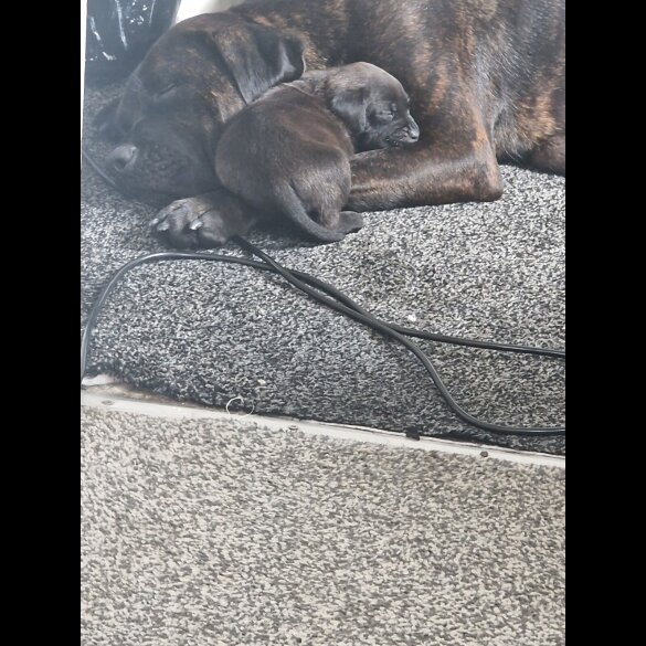 Cane Corso - Both