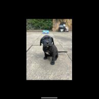 Cane Corso - Both