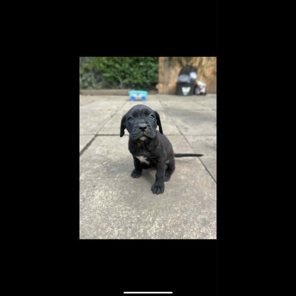 Cane Corso - Both