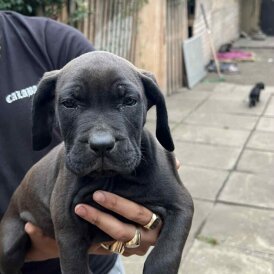 Cane Corso - Both