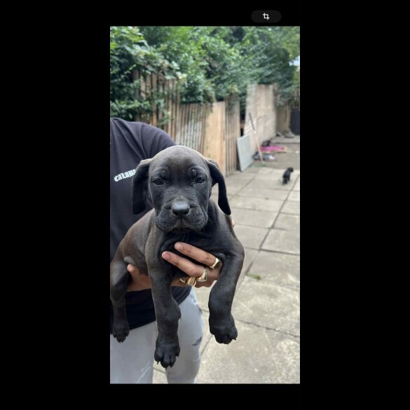 Cane Corso - Both