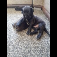 Cane Corso - Both