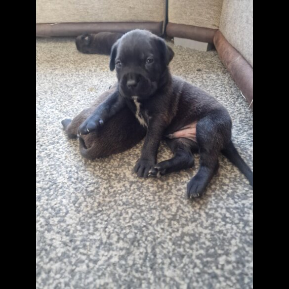 Cane Corso - Both
