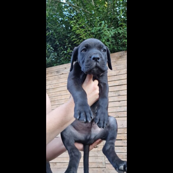 Cane Corso - Both