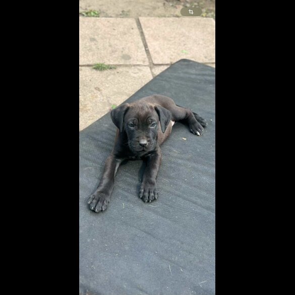 Cane Corso - Both