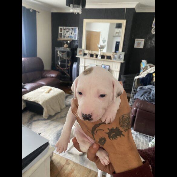 Lurcher - Both