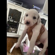 Lurcher - Both