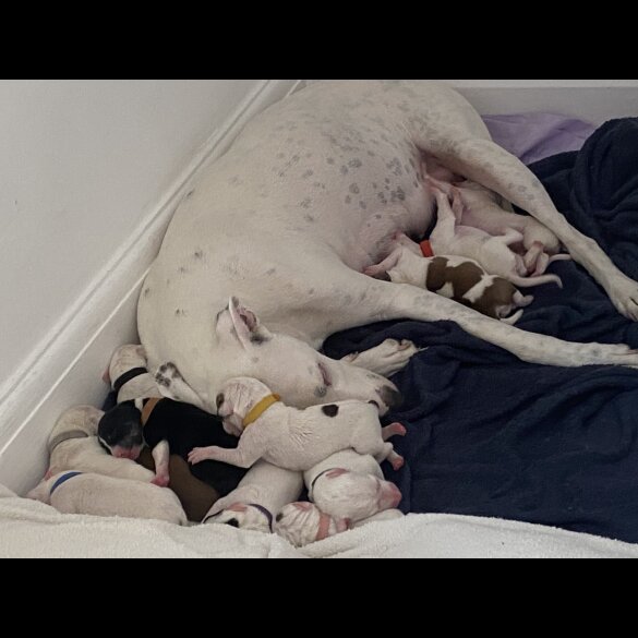 Lurcher - Both