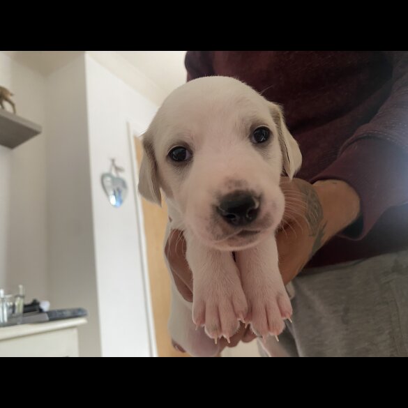 Lurcher - Both
